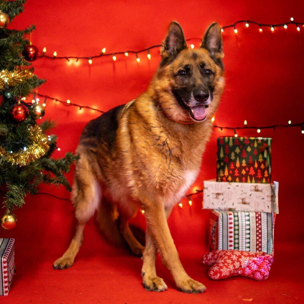 Poker – pies, który wybiera jedną osobę