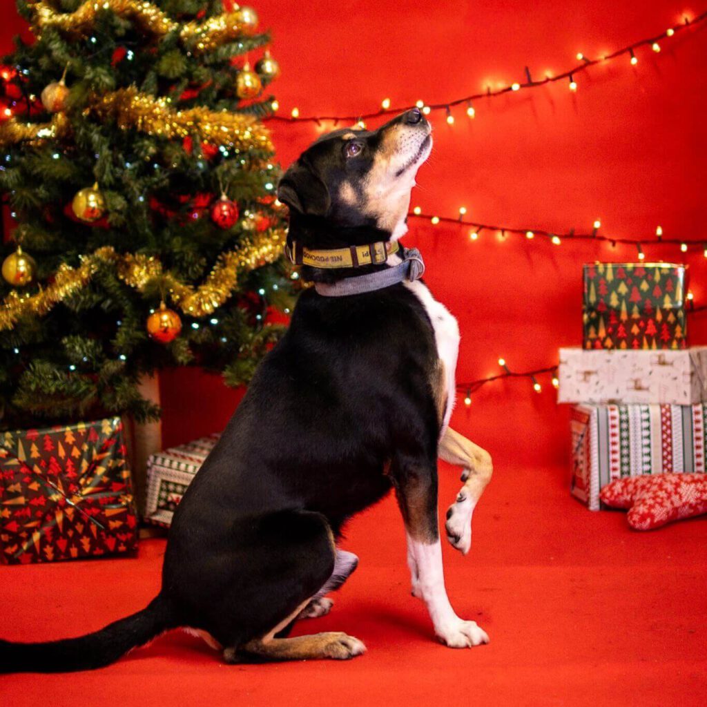 Hrabia Roki – wrażliwość i spokój