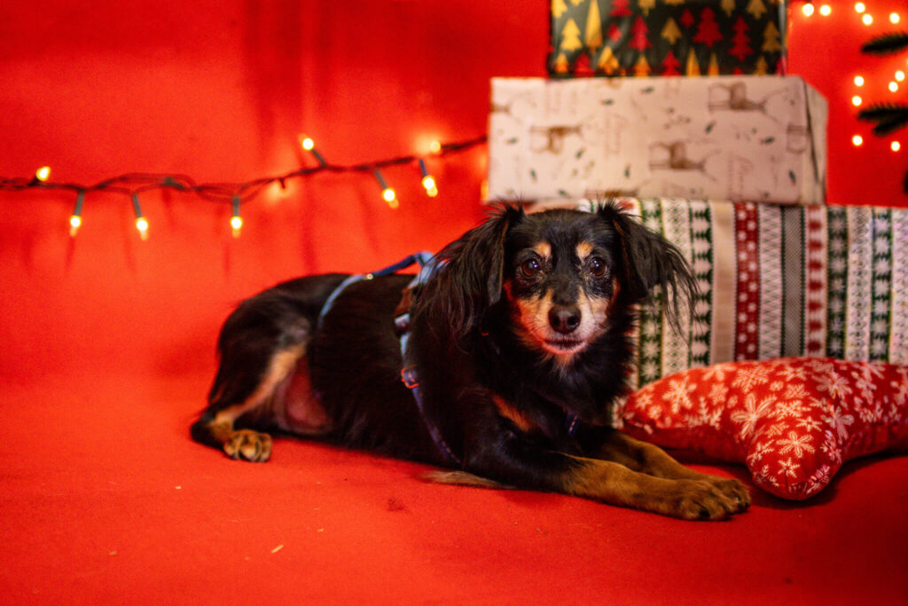 Daj dom, nie kupuj. W katowickim schronisku czekają psy, które chcą tylko jednego – swojego człowieka